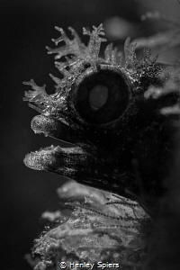 Backlit Roughhead Blenny by Henley Spiers 